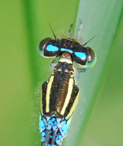 libellula da ident  6: femmina (strana) Coenagrion scitulum